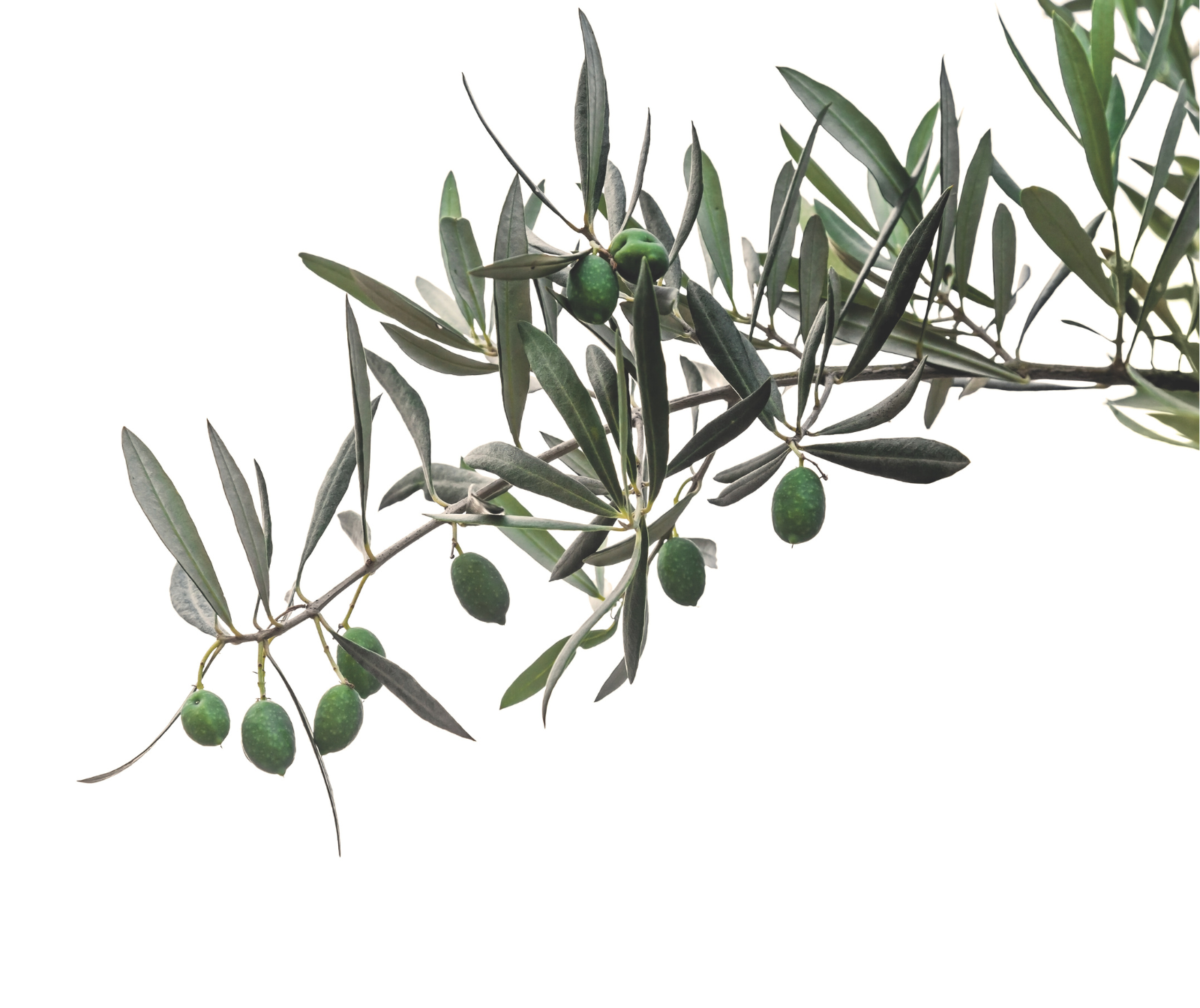 Ein Olivenzweig