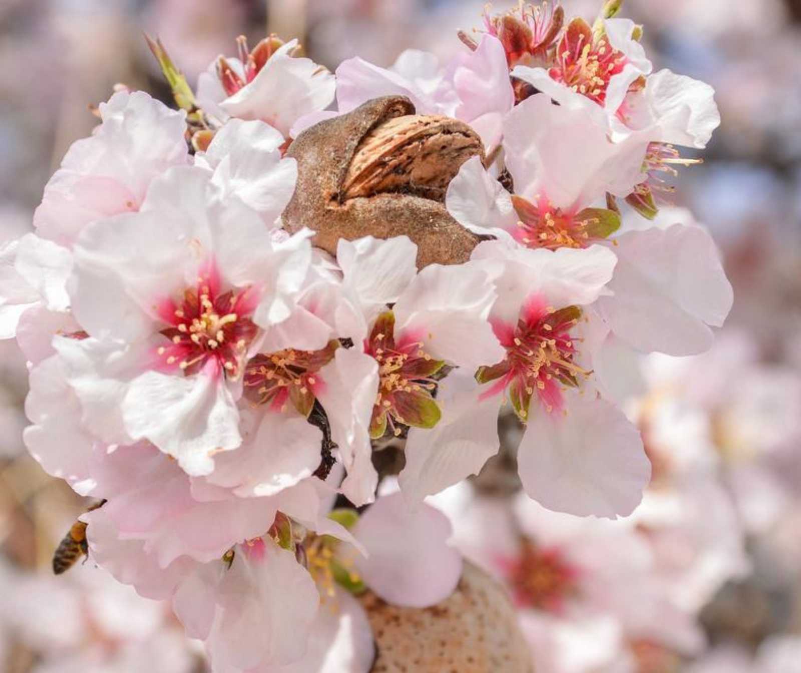 Gott wacht über uns mandelbaum pixabay