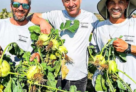 Drei Männer mit weißen T-Shirts stehen nebeneinander, zwei halten geerntete Kohlrabis in den Händen