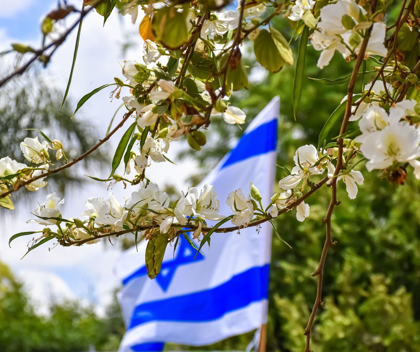 Hinter dünnen Zweigen mit weißen Blüten sieht man die Flagge Israels im Wind wehen.