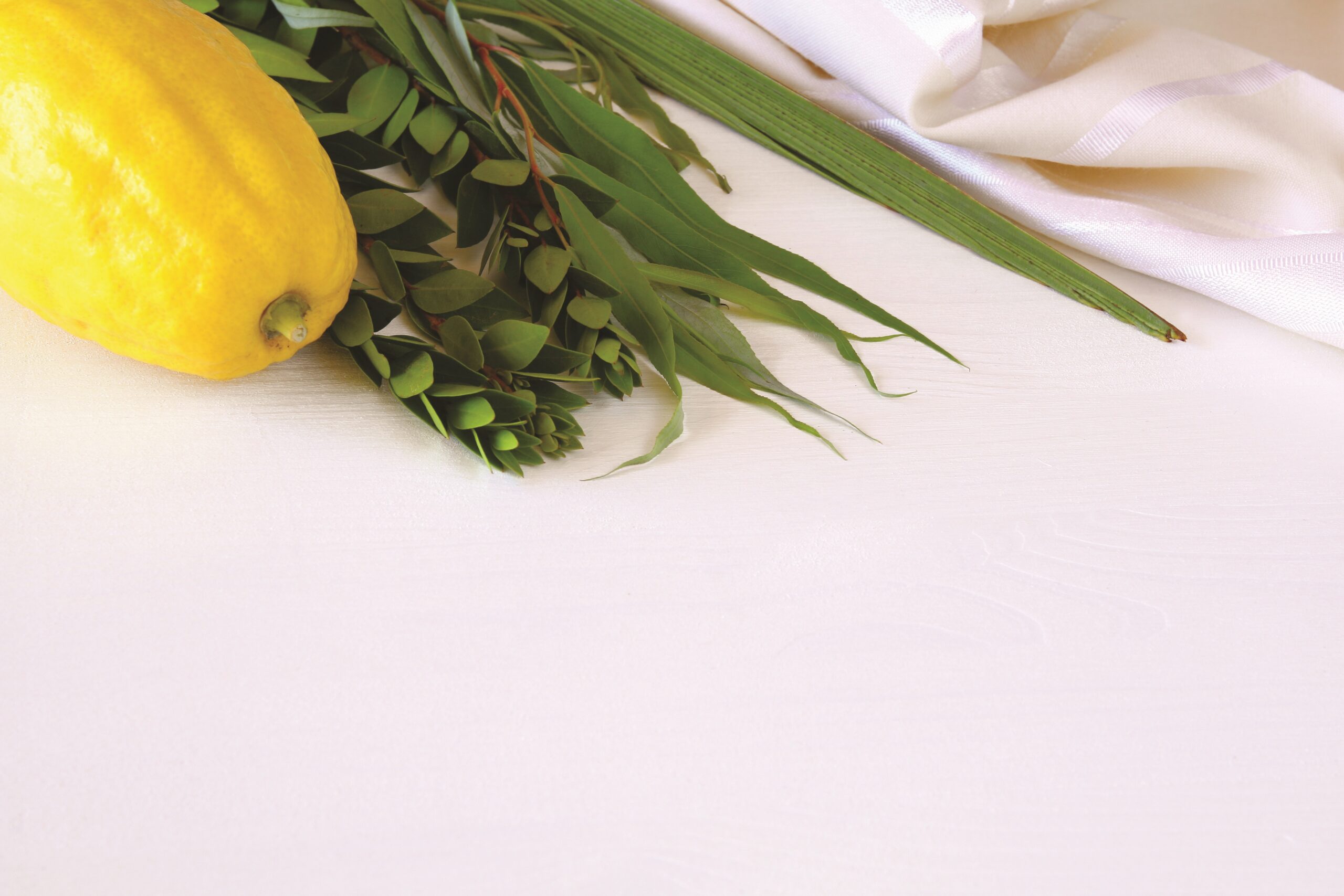 Jewish,Festival,Of,Sukkot.,Traditional,Symbols,(the,Four,Species):,Etrog,