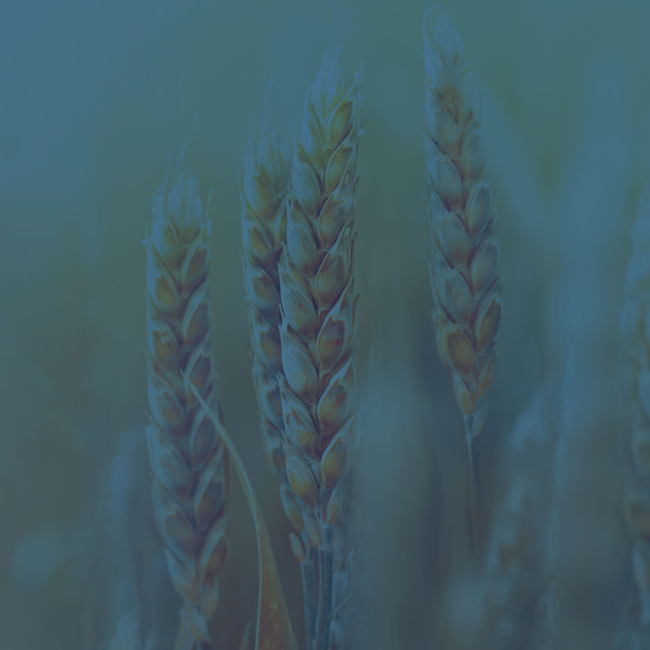 Getreideehren im Sonnenlicht