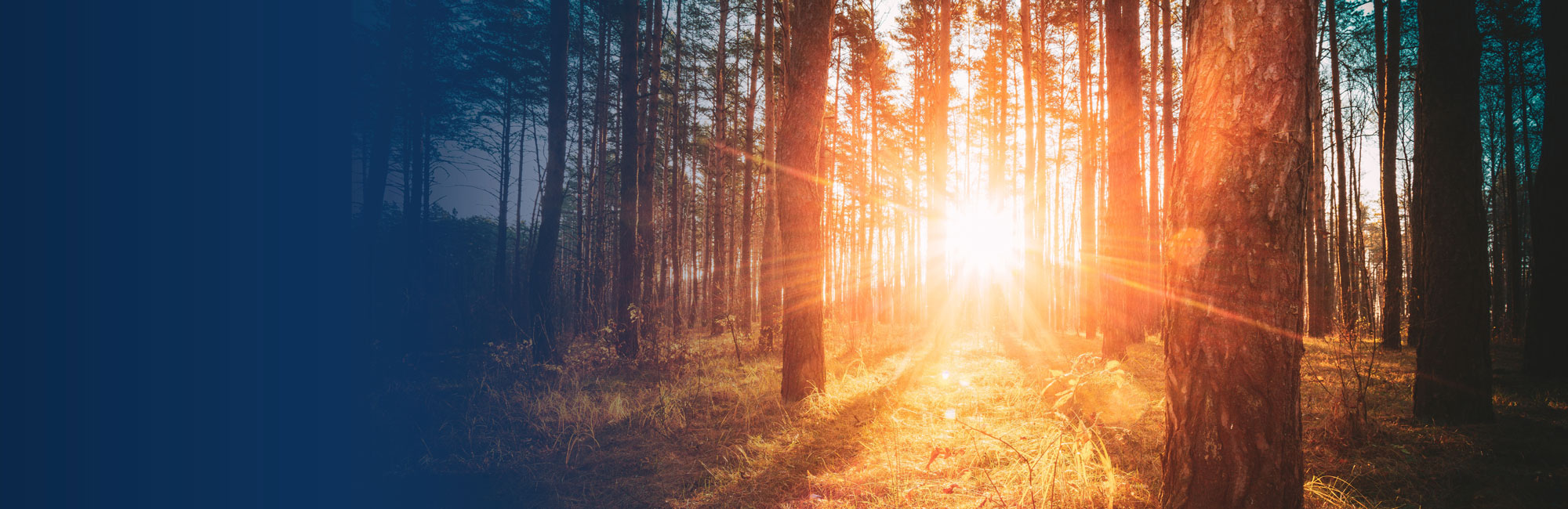 Wald am Morgen und durch die Baumstämme scheint die Sonne in warmen Gold duch die Baumstämme