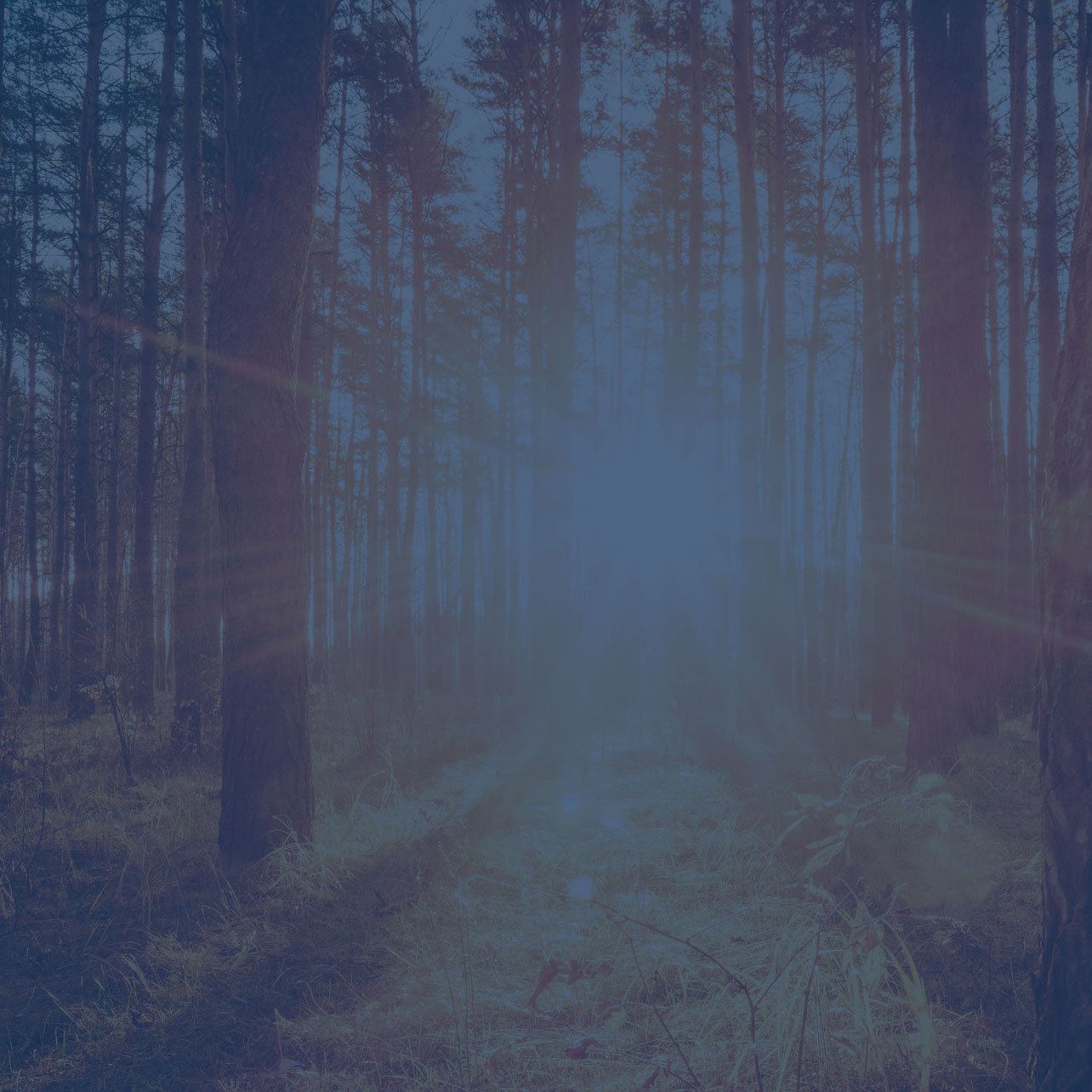 Wald am Morgen und durch die Baumstämme scheint die Sonne in warmen Gold duch die Baumstämme