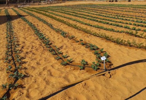 eine bepflanzte Ackerfläche