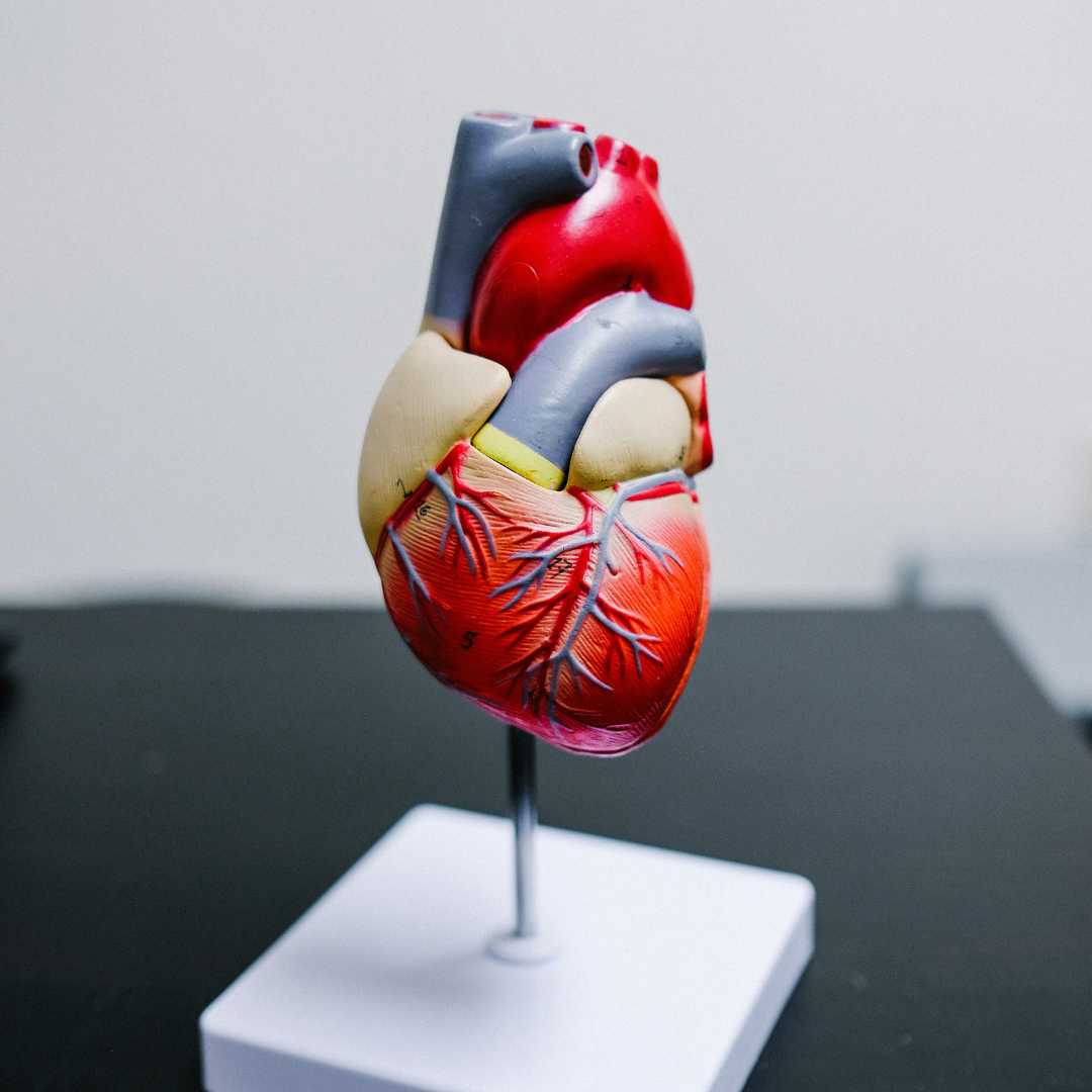 Ein anatomisches menschliches Herzmodell aus Kunststoff